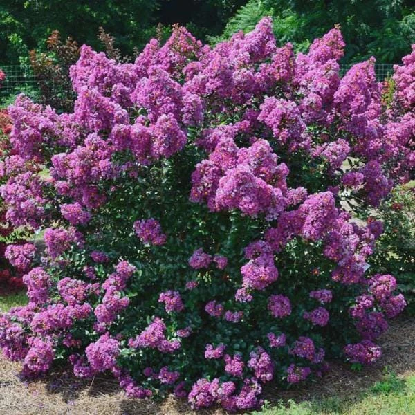 5 Purple Crape Myrtle Bush Live Plants - 12-18" Tall Starter Plugs, Quart Pot - Image 2
