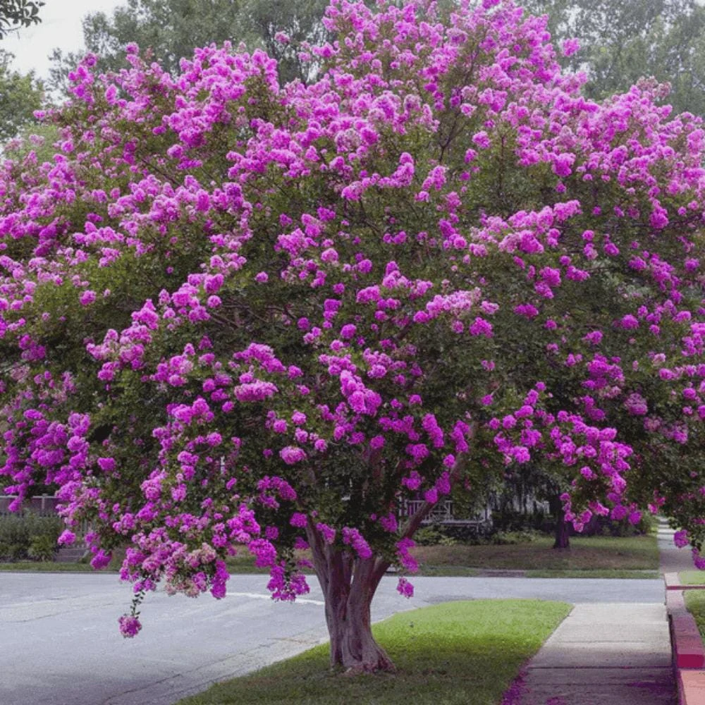 5 Purple Crape Myrtle Bush Live Plants - 12-18" Tall Starter Plugs, Quart Pot - Image 4