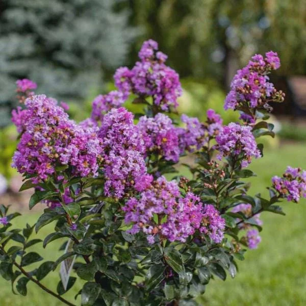 5 Purple Crape Myrtle Bush Live Plants - 12-18" Tall Starter Plugs, Quart Pot - Image 5