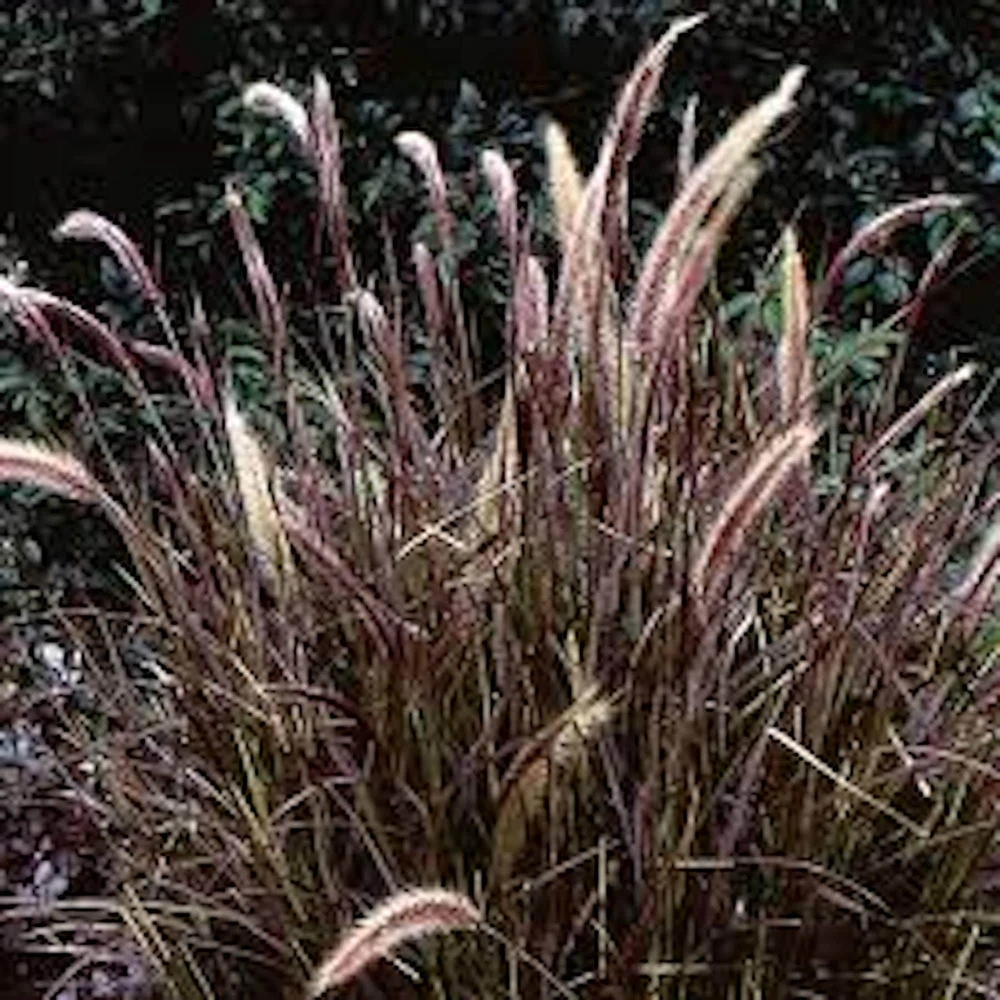 5 Red Fountain Grass Live Plant - Pennisetum 'Rubrum' Bare Root Starter - Outdoor Ornamental Grass - Image 1