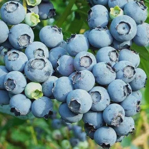 5 Reka Blueberry Starter Plug Live Plant - Vaccinium corymbosum - Northern Highbush - Image 2