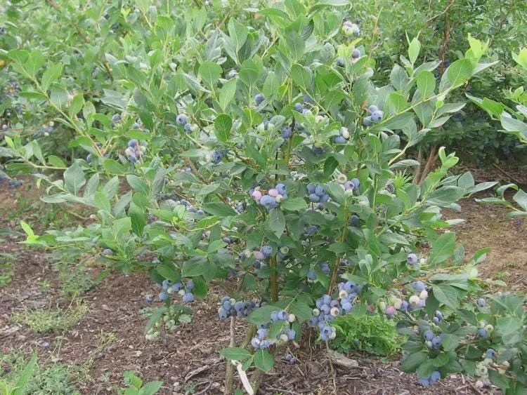 5 Reka Blueberry Starter Plug Live Plant - Vaccinium corymbosum - Northern Highbush - Image 3