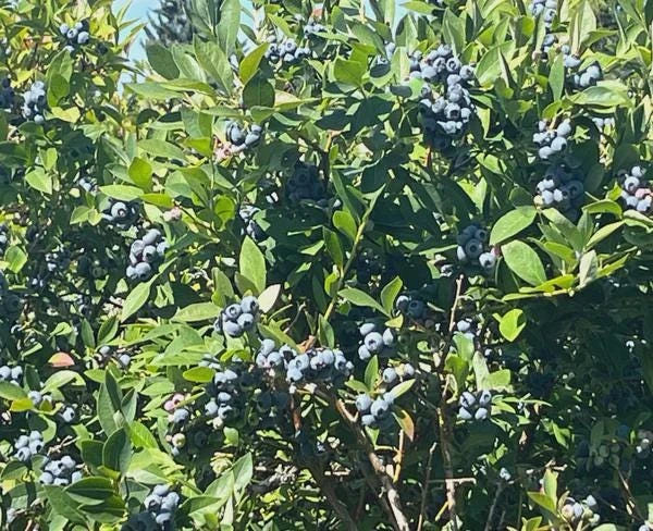 5 Reka Blueberry Starter Plug Live Plant - Vaccinium corymbosum - Northern Highbush - Image 8