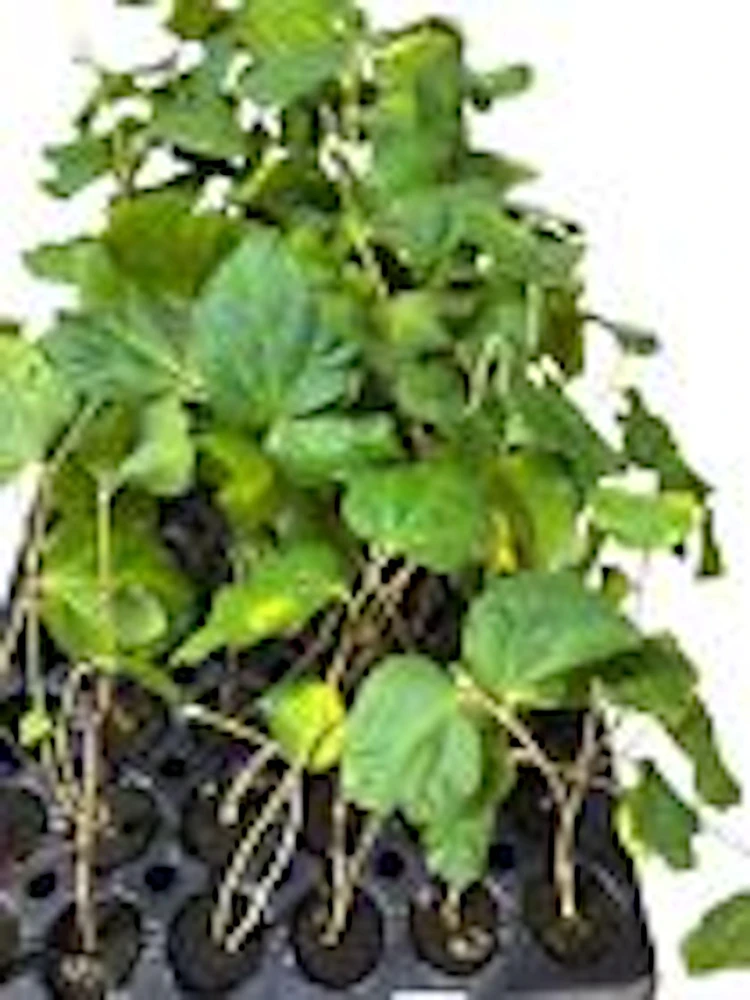 5 Sherbet Berry Plant Starters - Grewia Asiatica Live Plants, Edible Fruit, Zones 9-11 - Image 2