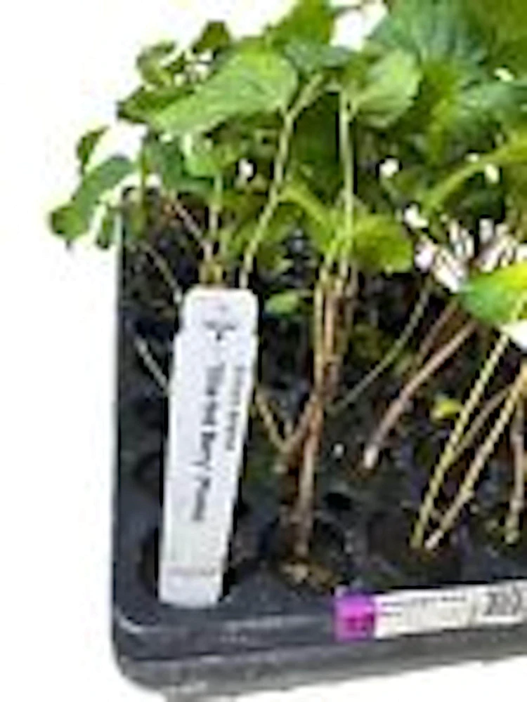 5 Sherbet Berry Plant Starters - Grewia Asiatica Live Plants, Edible Fruit, Zones 9-11 - Image 3