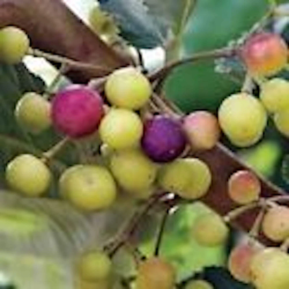 5 Sherbet Berry Plant Starters - Grewia Asiatica Live Plants, Edible Fruit, Zones 9-11 - Image 4