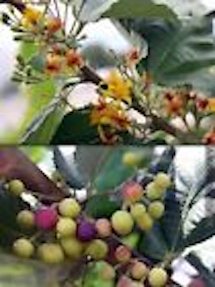 5 Sherbet Berry Plant Starters - Grewia Asiatica Live Plants, Edible Fruit, Zones 9-11 - Image 5