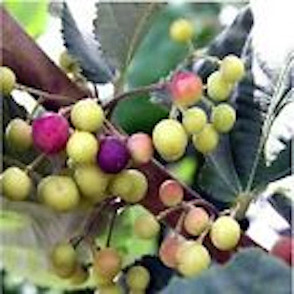 5 Sherbet Berry Plant Starters - Grewia Asiatica Live Plants, Edible Fruit, Zones 9-11 - Image 1