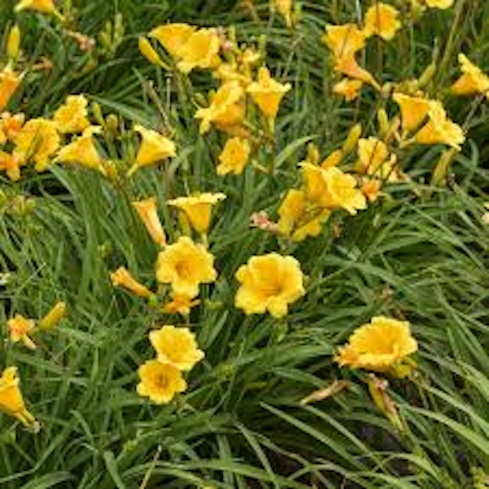 5 Stella De Oro Daylily Bare Root Plants - Golden Yellow Perennial, Cold Hardy - Image 7