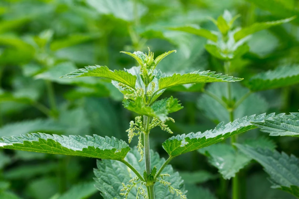 5 Stinging Nettle Bare Root Plants – Organic Urtica dioica – Outdoor Herb - Image 1