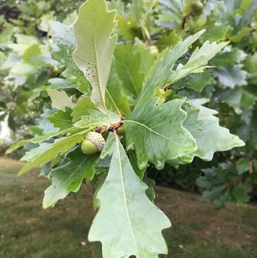 5 Swamp White Oak Tree Live Plants, Quercus bicolor, 12-24 inch Tall, Quart Pot - Image 1