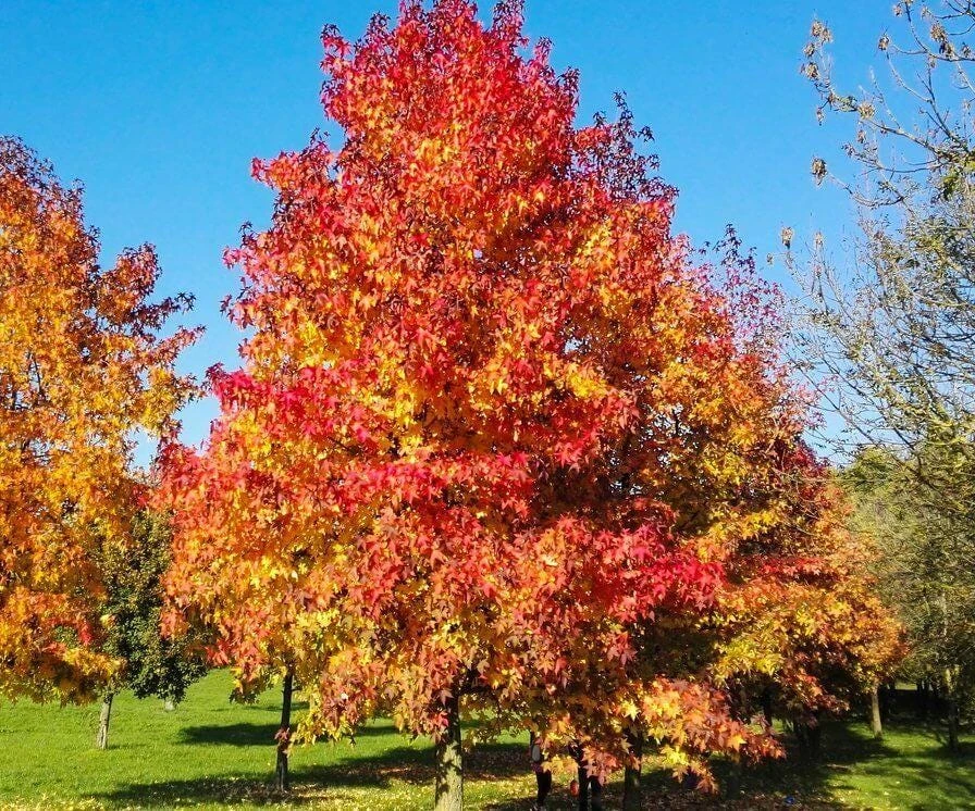 5 Sweetgum Trees Live Plants 12-24" Tall Liquidambar styraciflua Quart Pot - Image 1