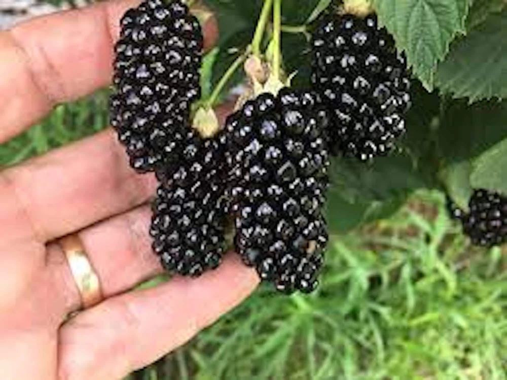 5 Thornless Blackberry Live Plants - High Yield Fruit, Zones 5-9 Outdoor - Image 1
