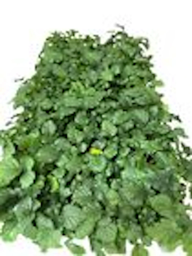 5 Thornless Boysenberry Live Plant Starters - Perennial Fruit Bush - Image 2
