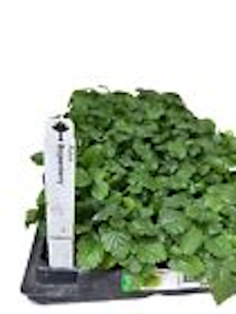5 Thornless Boysenberry Live Plant Starters - Perennial Fruit Bush - Image 3