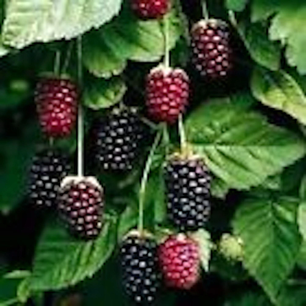 5 Thornless Boysenberry Live Plant Starters - Perennial Fruit Bush - Image 4