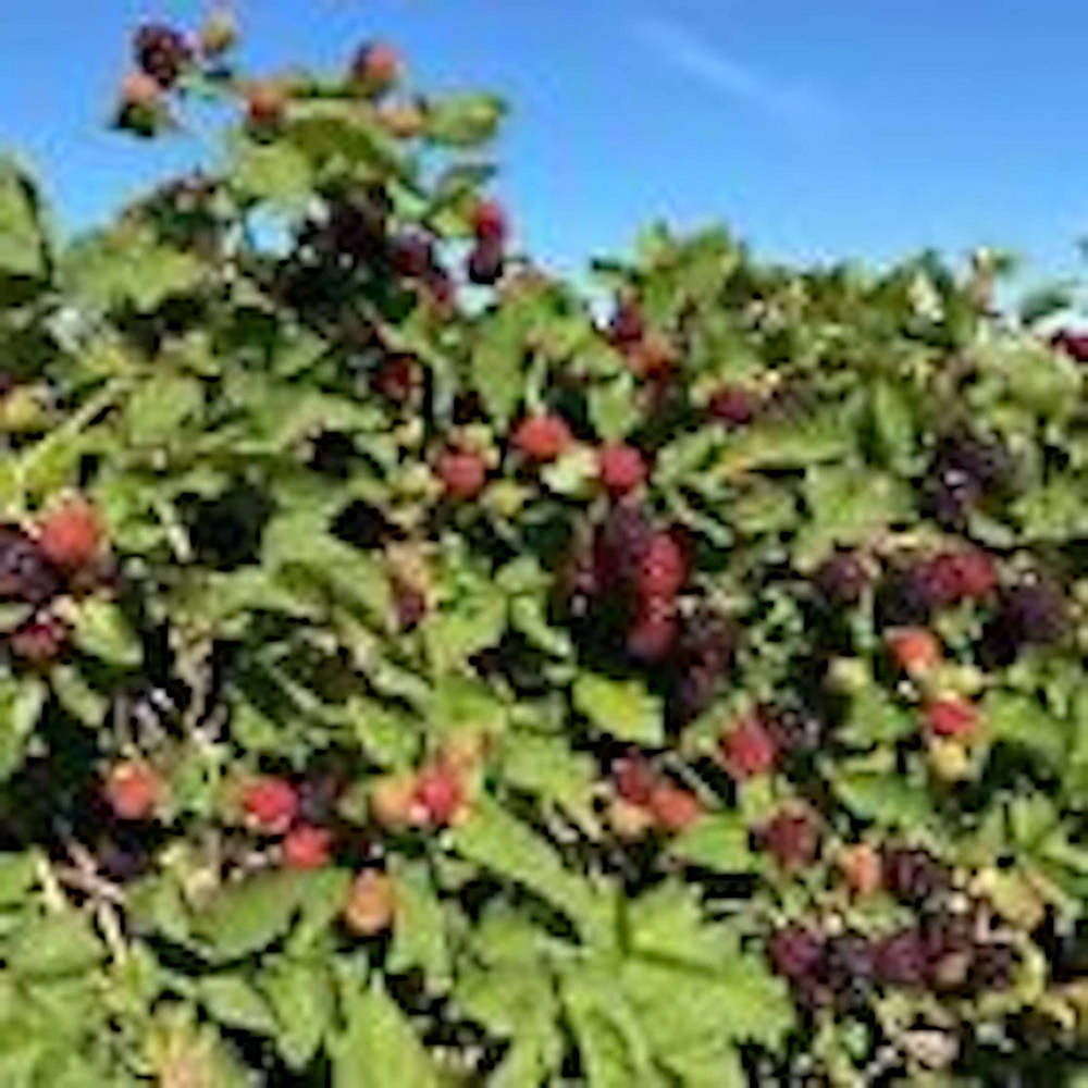 5 Thornless Boysenberry Live Plant Starters - Perennial Fruit Bush - Image 5