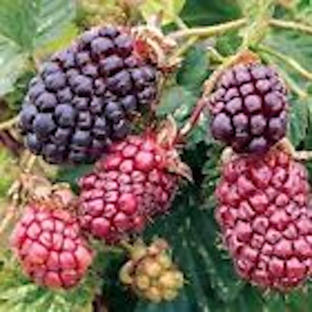 5 Thornless Boysenberry Live Plant Starters - Perennial Fruit Bush - Image 1
