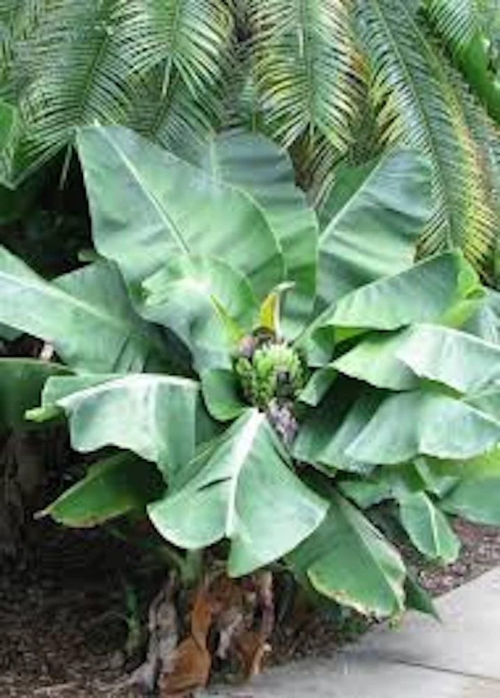 5 Tiny Banana Plants Musa acuminata - Live Starter Plant - 2-3 ft Tall - Indoor/Container - Image 1