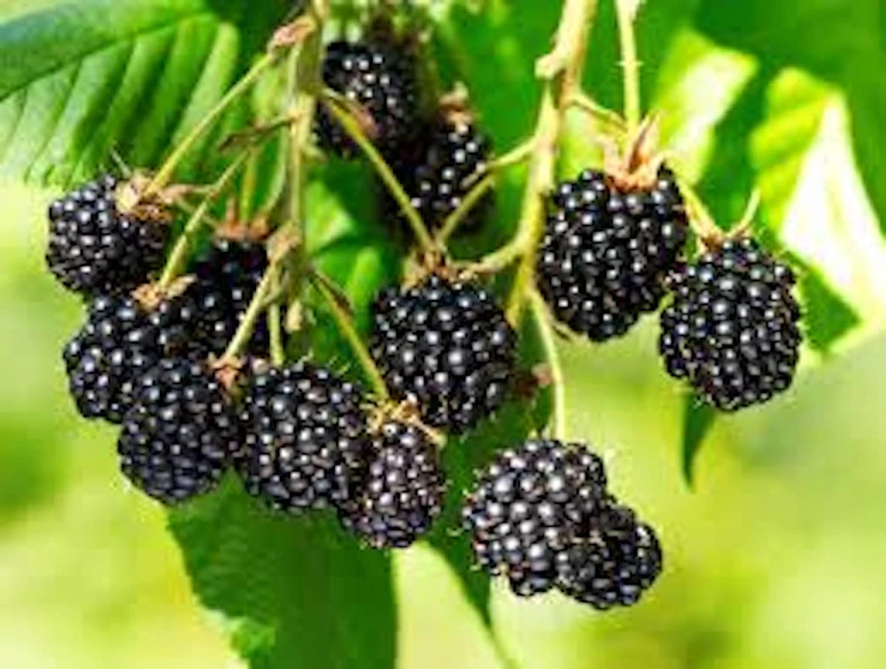5 Triple Crown Thornless Blackberry Bare Root Plant - Fruit Bush - Image 2