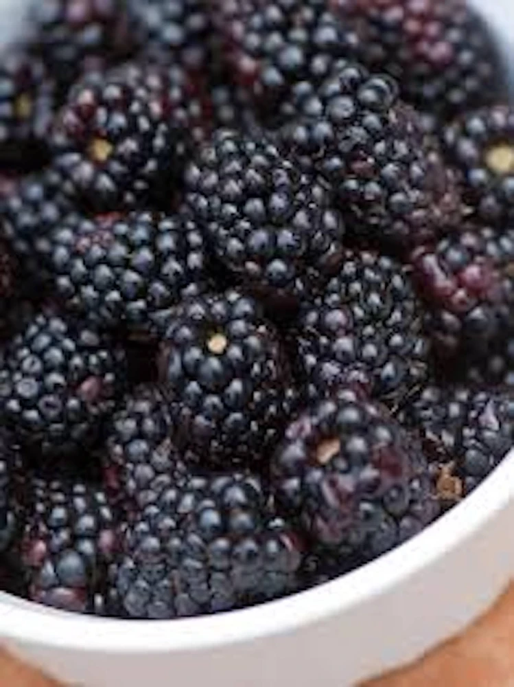 5 Triple Crown Thornless Blackberry Bare Root Plant - Fruit Bush - Image 3