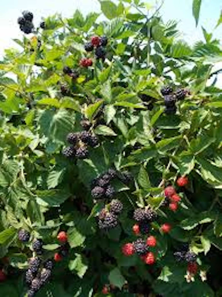 5 Triple Crown Thornless Blackberry Bare Root Plant - Fruit Bush - Image 4