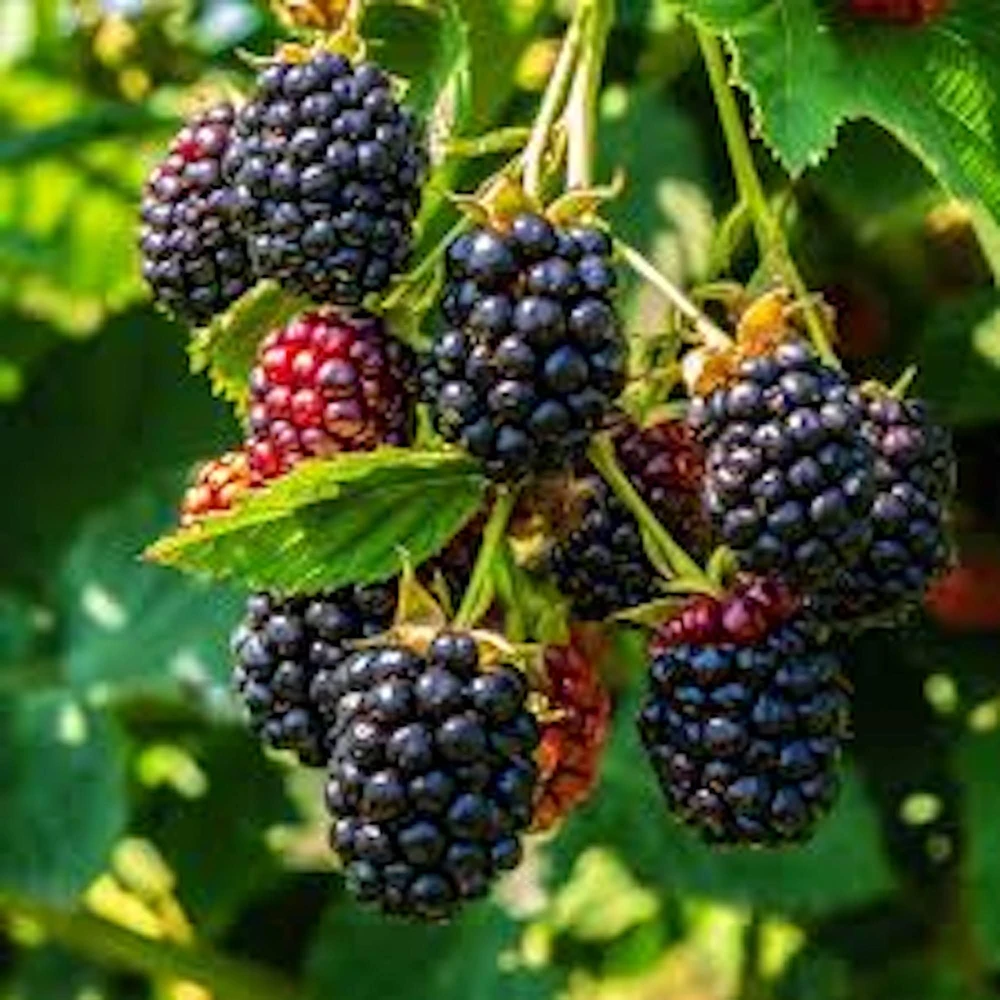 5 Triple Crown Thornless Blackberry Bare Root Plant - Fruit Bush - Image 1