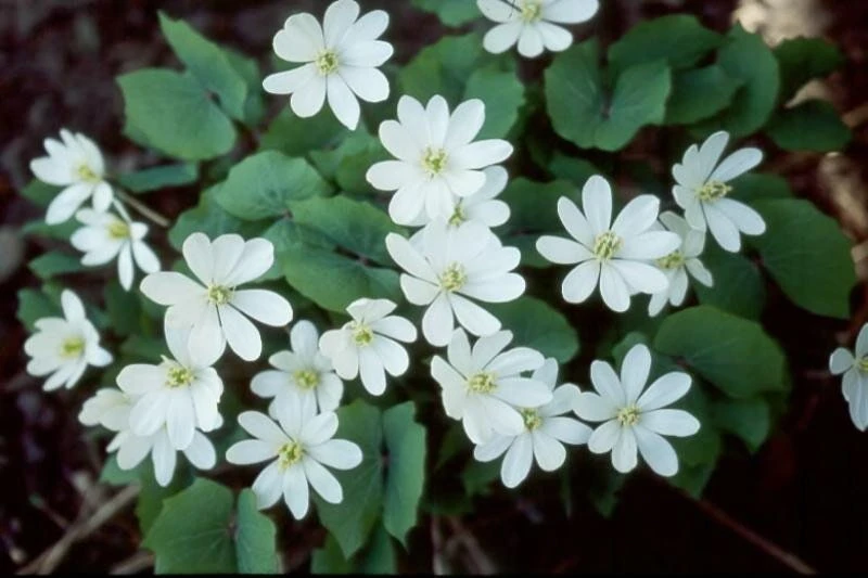5 Twinleaf Bare Root Plants - Jeffersonia Diphylla Wildflower - Image 1