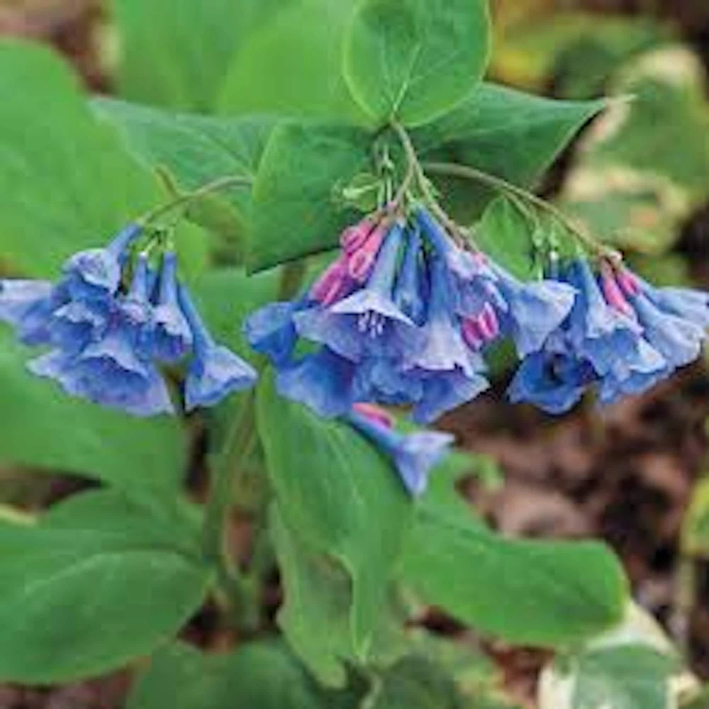 5 Virginia Bluebell Mertensia virginica Wildflower Bare Roots - Outdoor Perennial - Image 1
