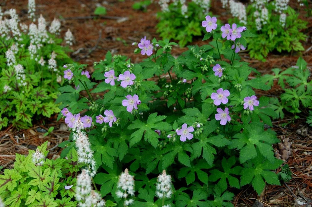 5 Wild Geranium Maculatum Plants - Organic Bare Root Cranesbill - Image 5
