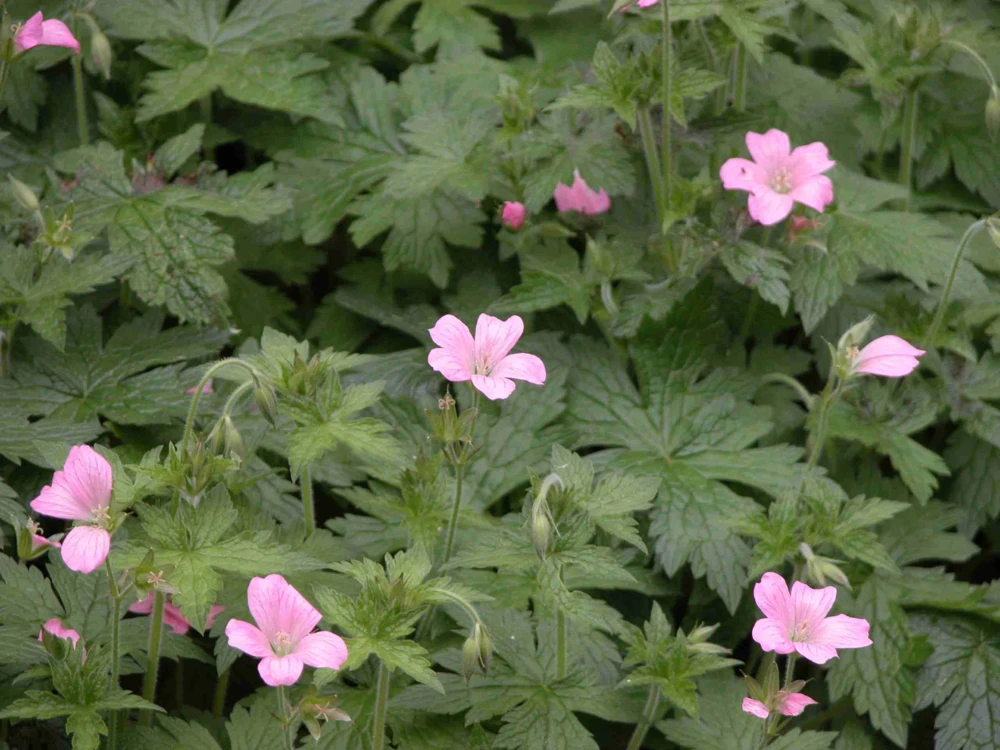 5 Wild Geranium Maculatum Plants - Organic Bare Root Cranesbill - Image 1