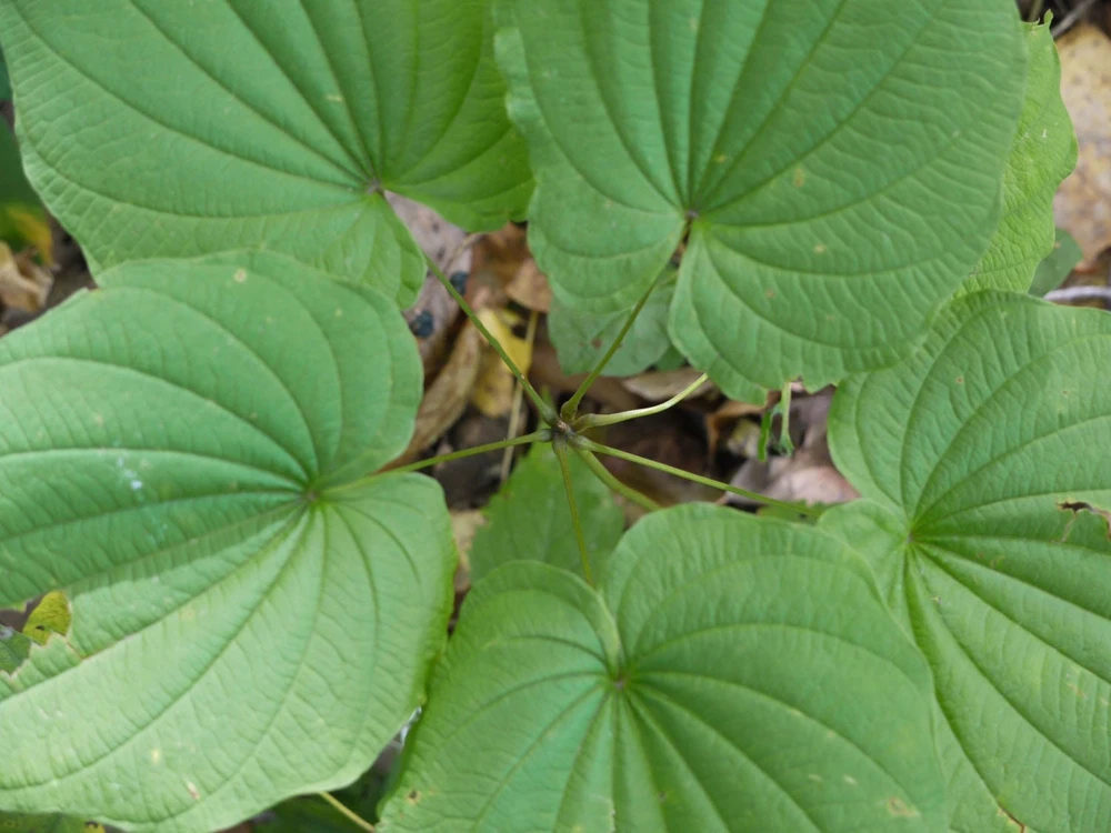5 Wild Yam Plants Dioscorea Villosa Bare Root Perennial Vine Native Wildflower - Image 1