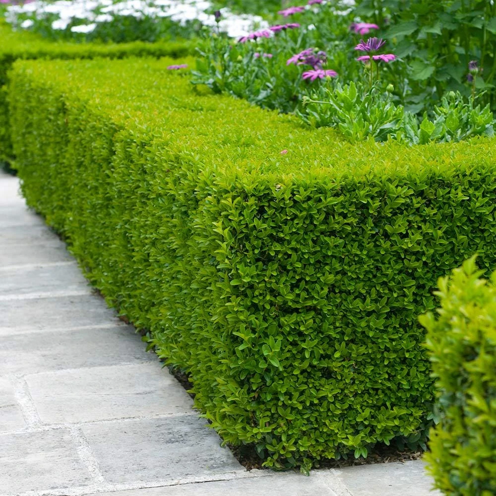 5 Wintergreen Boxwood Hedge Starter Plug Buxus sinica var. insularis 'Wintergreen' Live Plant, 2-4" Tall - Image 1
