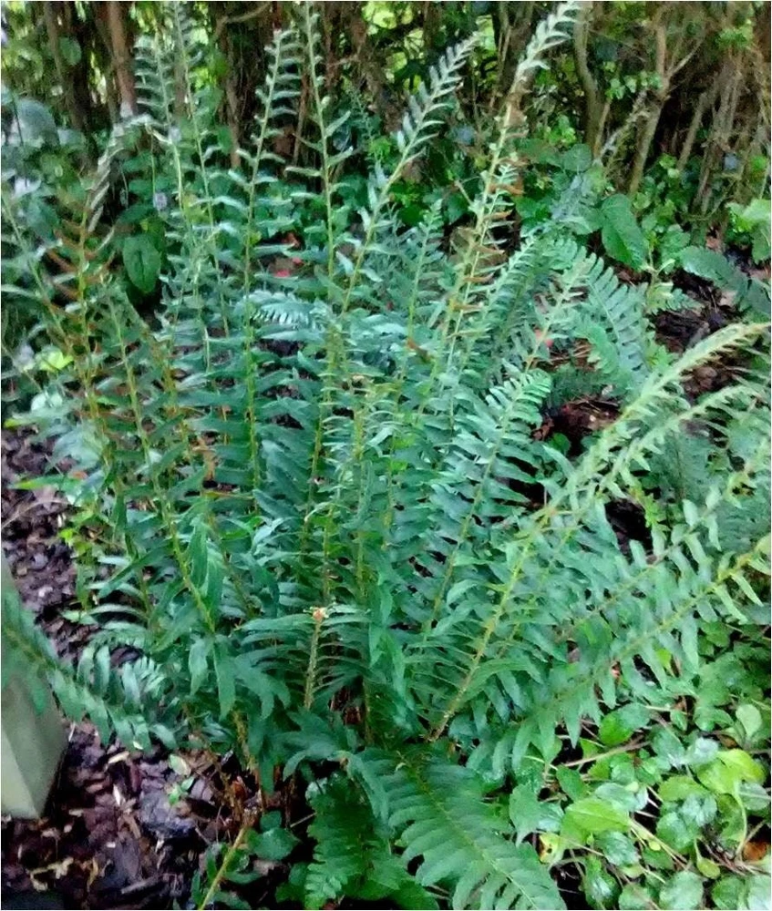 50 Christmas Ferns Bare Root Plants – Polystichum Acrostichoides Perennial Wildflower - Image 1