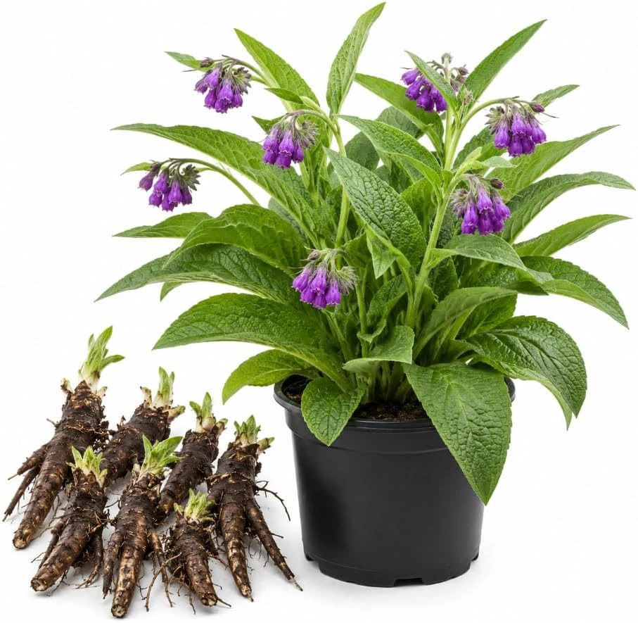 7 Bocking 14 Comfrey Root Cuttings for Planting - Perennial Outdoor Herb - Image 1