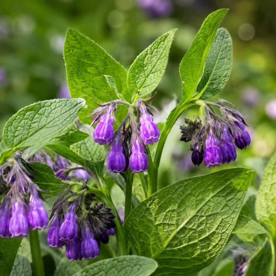 7 Bocking 14 Comfrey Root Cuttings - Perennial Herb for Outdoor Gardens - Image 1