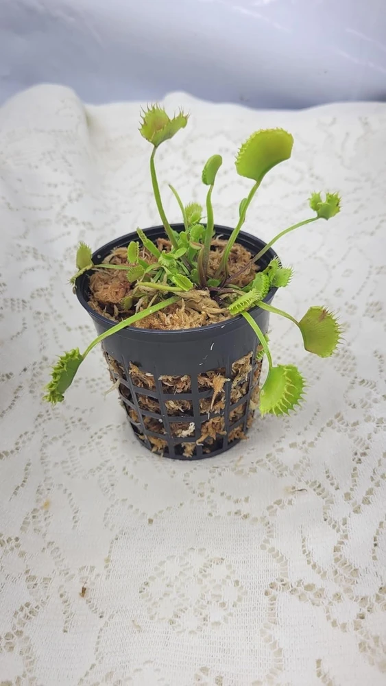 Adult Chinese Dumpling Venus Flytrap Live Plant 3 inch pot Indoor/Outdoor - Image 1