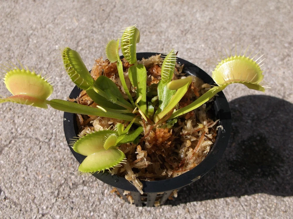 Adult Venus Flytrap Live Plant – Dionaea Muscipula – 3in Pot – Carnivorous - Image 2