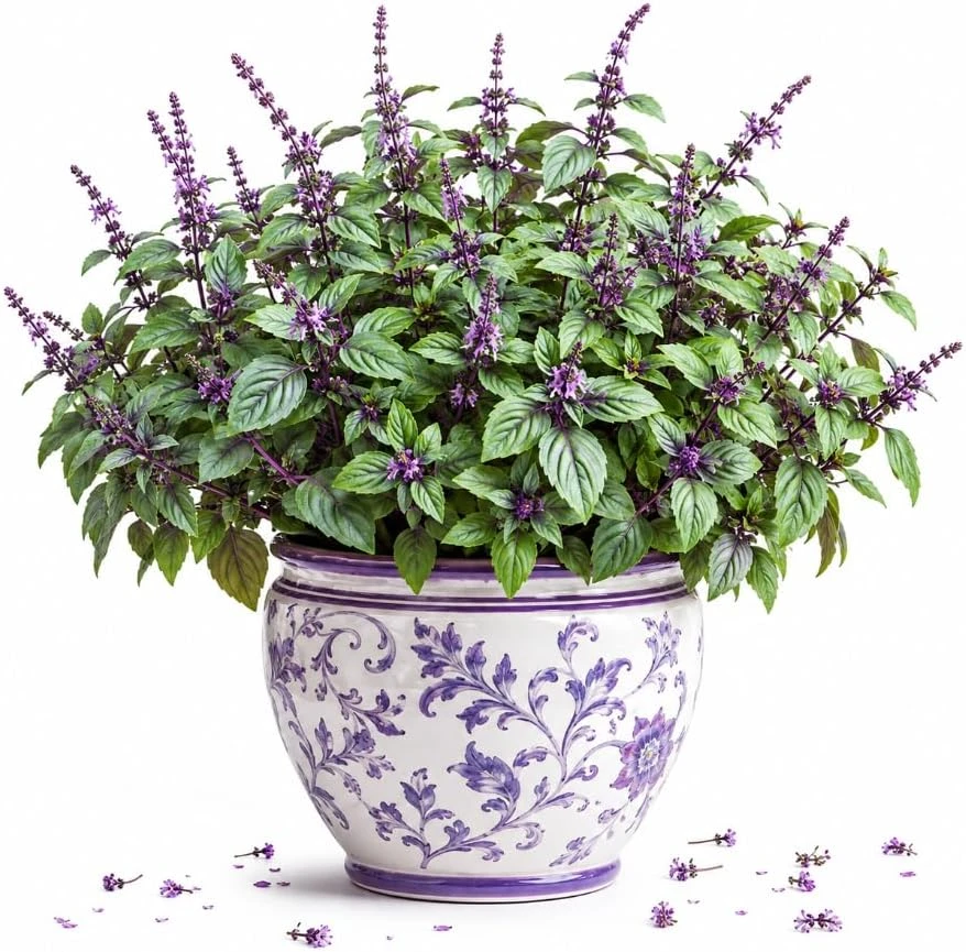 African Blue Basil Live Plant – Aromatic Herb, 2-4 Inch Tall, Outdoor - Image 1