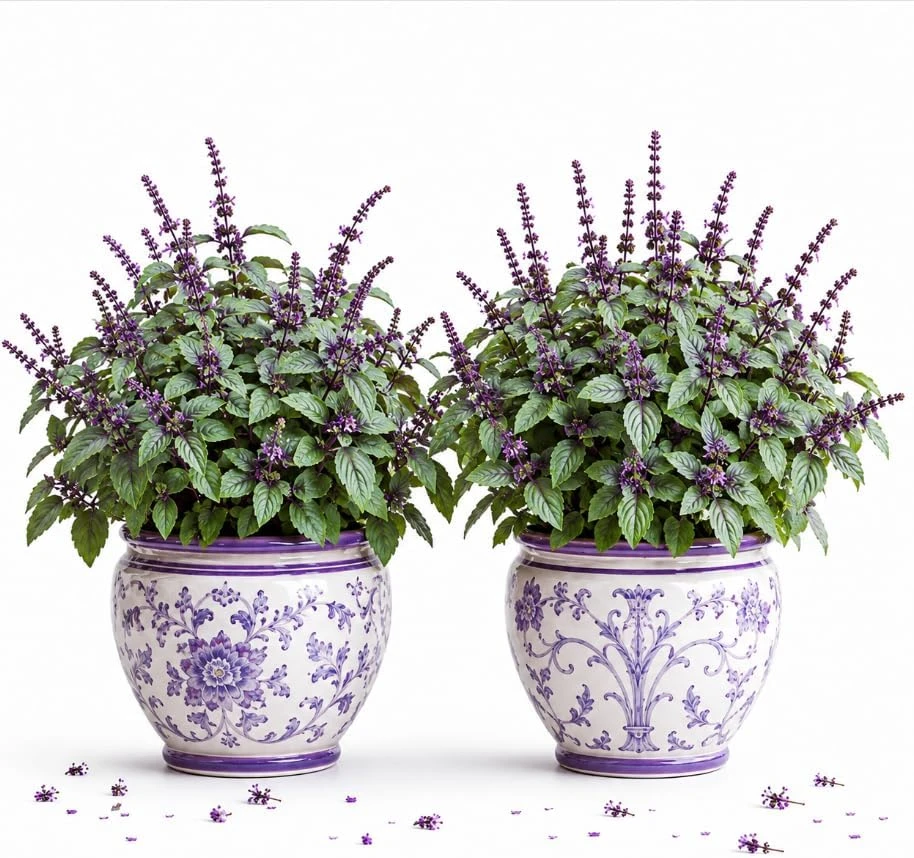 African Blue Basil Live Plants - Set of 2, 2-4 Inch Tall Herb for Culinary & Garden - Image 1