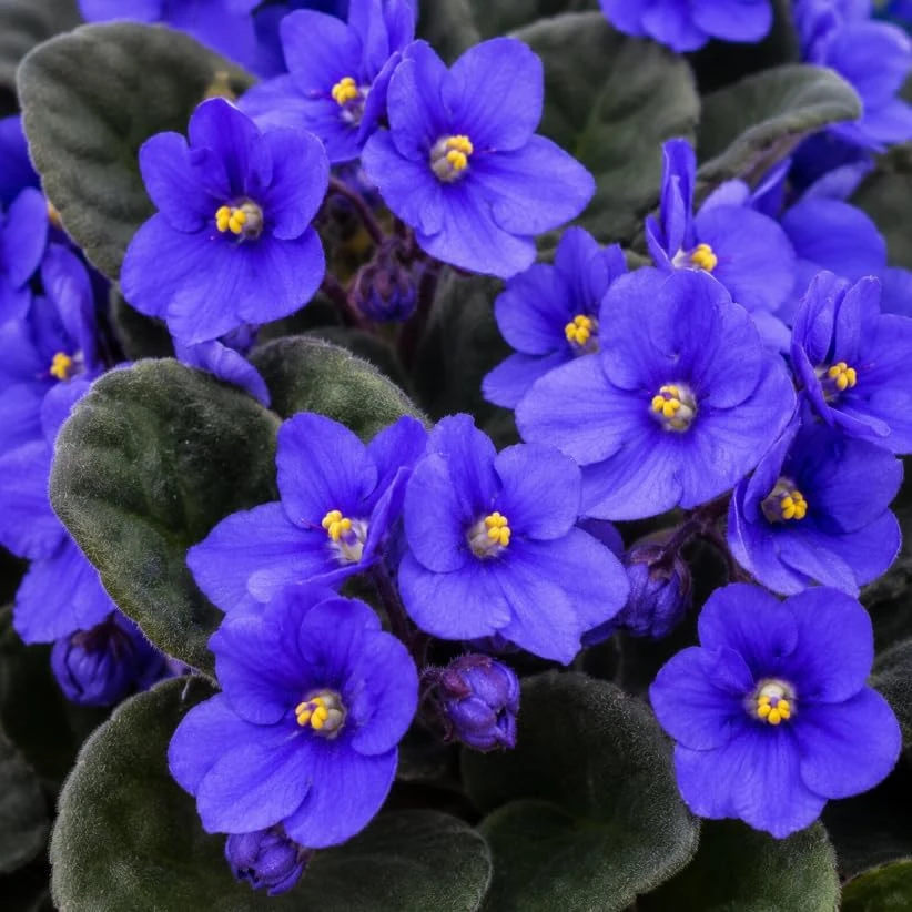 African Violet Live Plant - Blue Flowers, 3-5 Inches Tall, 4 Inch Pot, Compact Indoor Houseplant - Image 2