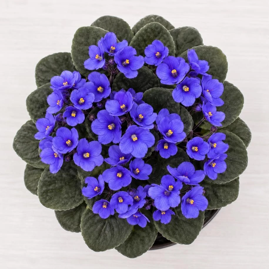 African Violet Live Plant - Blue Flowers, 3-5 Inches Tall, 4 Inch Pot, Compact Indoor Houseplant - Image 3