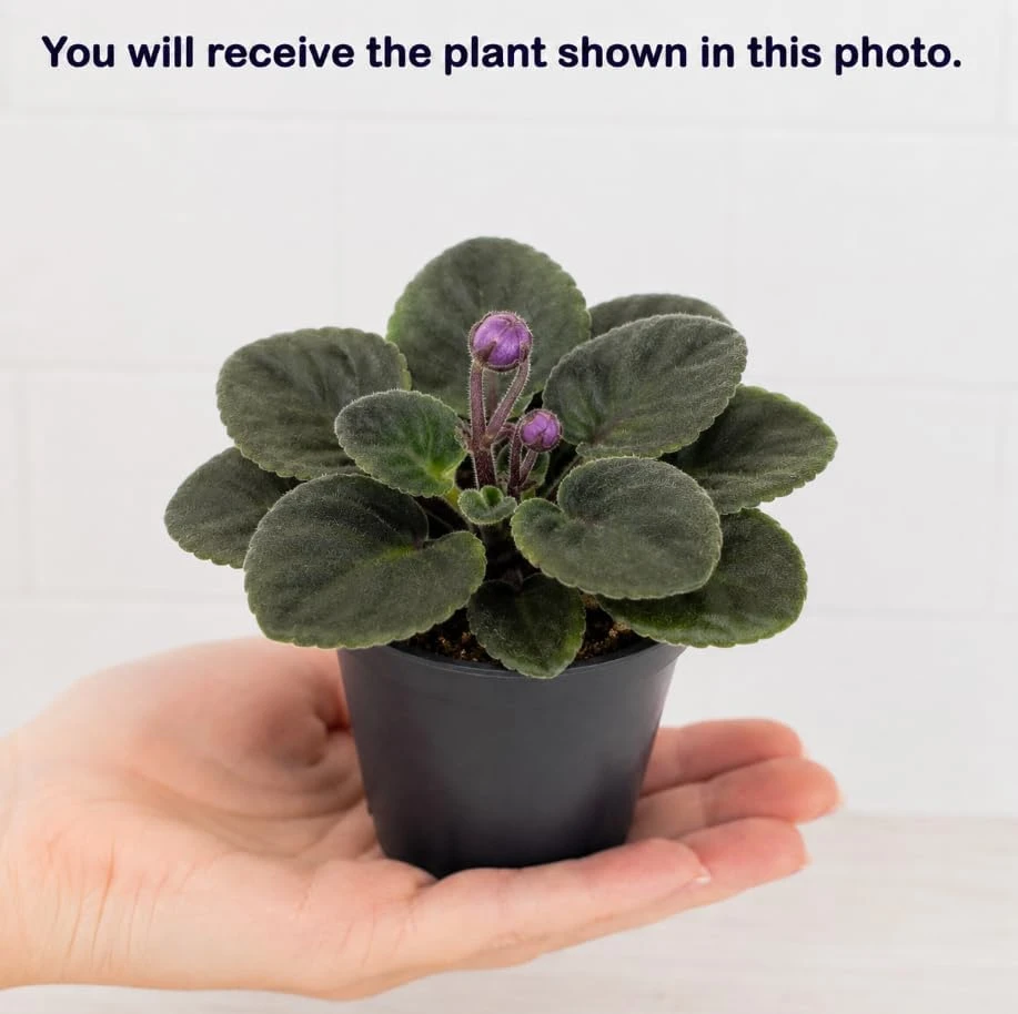 African Violet Live Plant - Blue Flowers, 3-5 Inches Tall, 4 Inch Pot, Compact Indoor Houseplant - Image 4