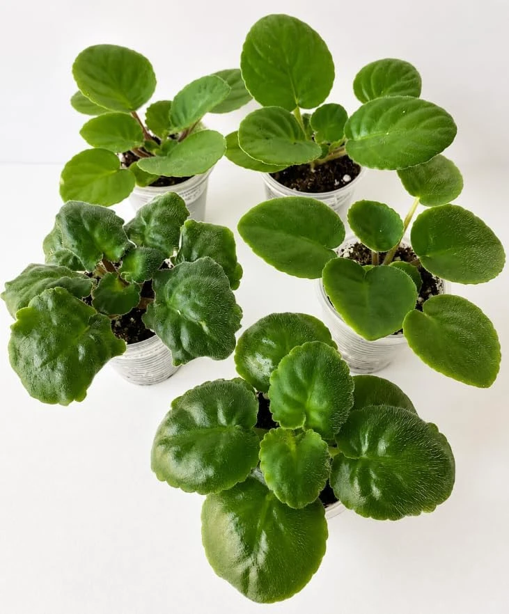 African Violet Live Plant - Blue Flowers, 3-5 Inches Tall, 4 Inch Pot, Compact Indoor Houseplant - Image 5