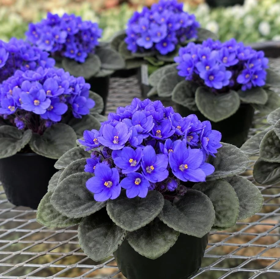 African Violet Live Plant - Blue Flowers, 3-5 Inches Tall, 4 Inch Pot, Compact Indoor Houseplant - Image 7