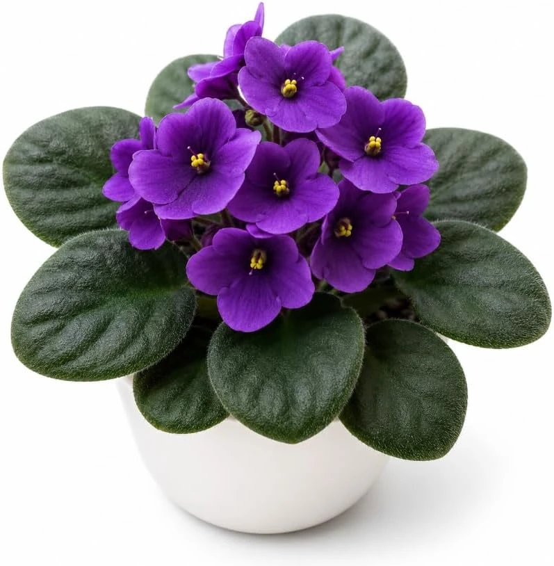 African Violet Live Plant – Purple Flowers – 3-5 Inches – 4 Inch Pot – Indoor - Image 1