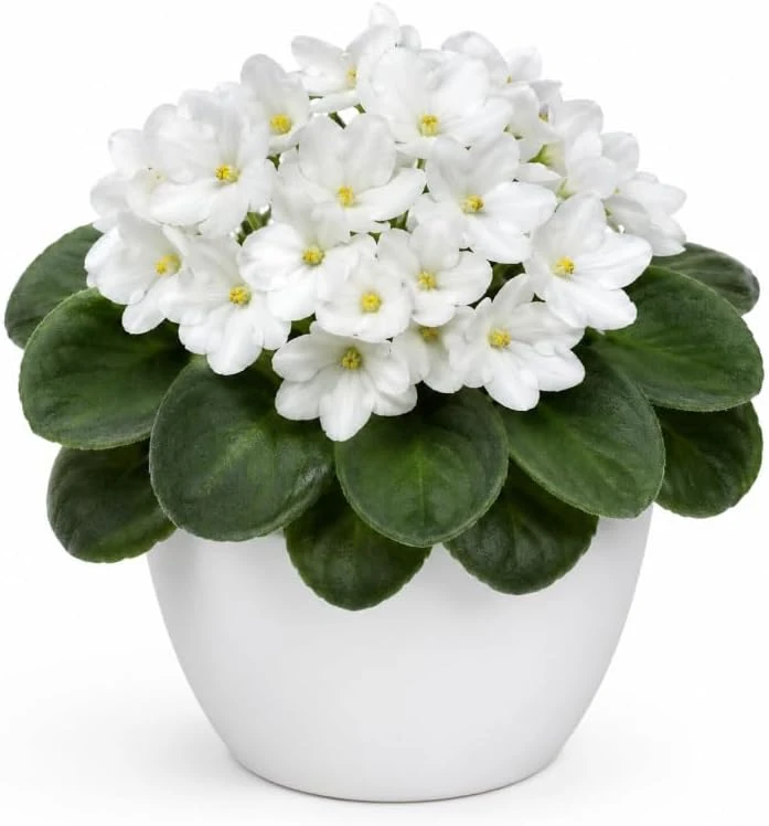 African Violet Live Plant White Flowers - 3-5 Inches Tall in 4 Inch Pot - Indoor Houseplant - Image 1