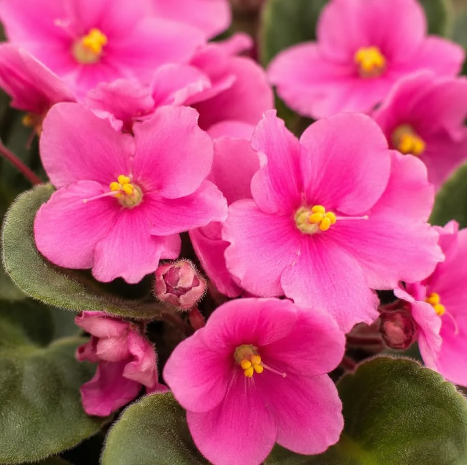 African Violet Live Plant with Pink Flowers - 3-5 Inches Tall, 4 Inch Pot - Indoor Houseplant - Image 2