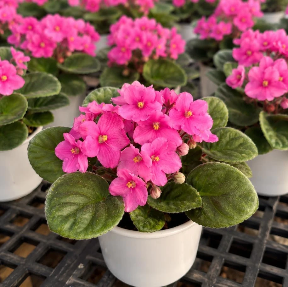 African Violet Live Plant with Pink Flowers - 3-5 Inches Tall, 4 Inch Pot - Indoor Houseplant - Image 3