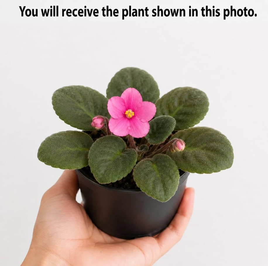 African Violet Live Plant with Pink Flowers - 3-5 Inches Tall, 4 Inch Pot - Indoor Houseplant - Image 4